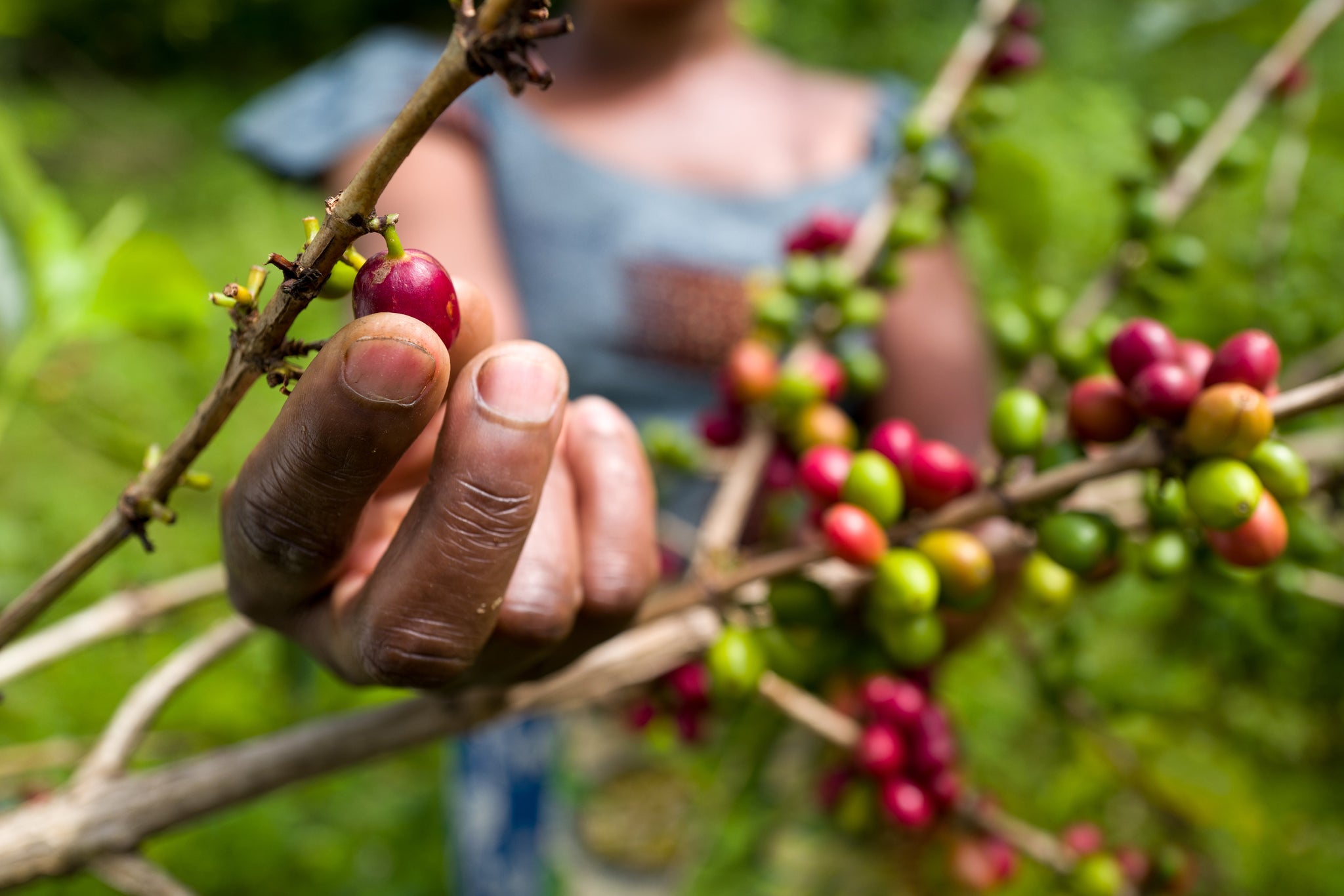 A close up of a hand picking a coffee cherry off a branch