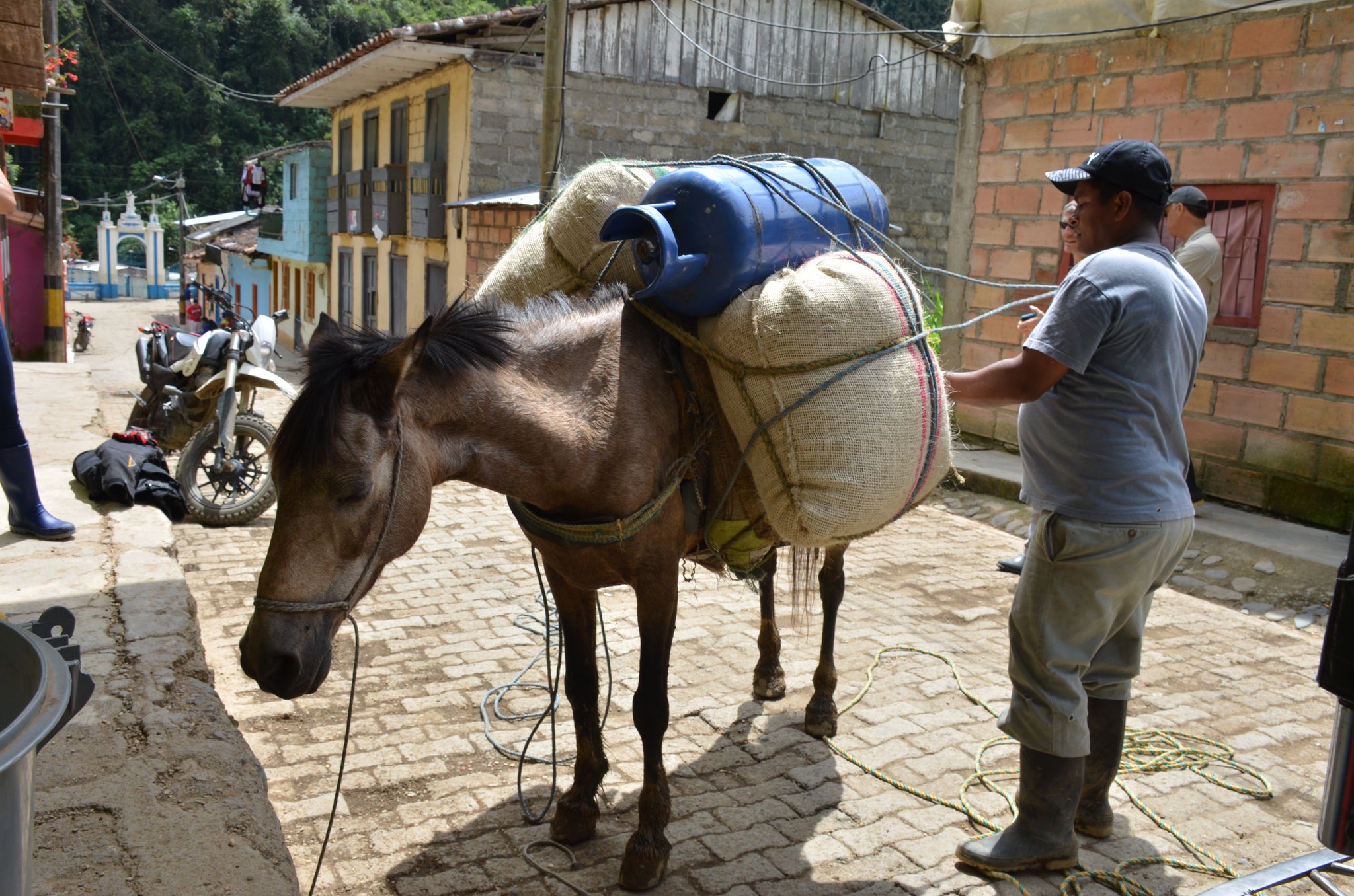 A donkey with coffee bags tethered to its back