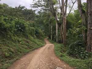 A winding dirt road through a tropical forest with coffee plants on either side
